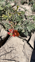 Sphaeralcea coccinea