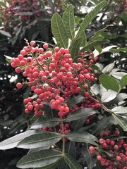 Schinus molle