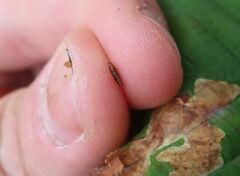 Cameraria ohridella