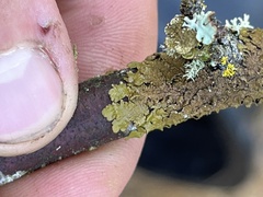 Melanelixia subaurifera