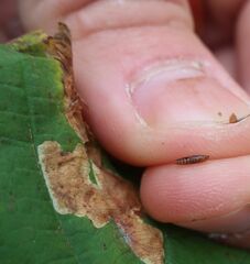 Cameraria ohridella