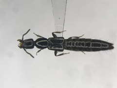 Gyrohypnus fracticornis