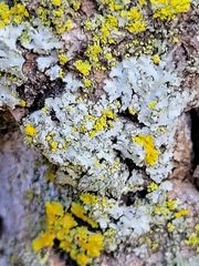 Phaeophyscia