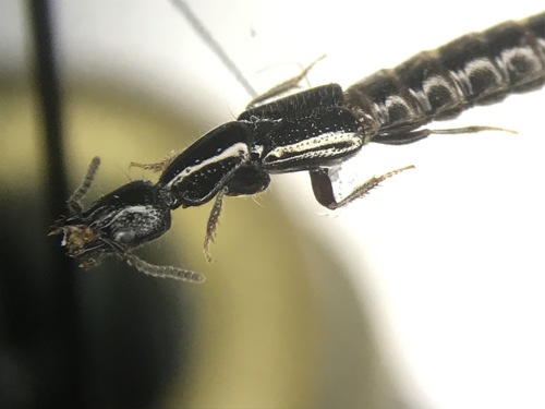 Broken-horned Rove Beetle