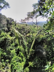 Pteroglossus pluricinctus