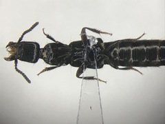 Gyrohypnus fracticornis