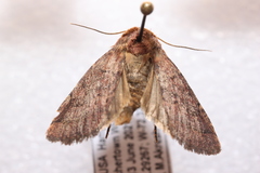 Eriopygini