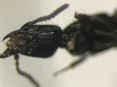 Gyrohypnus fracticornis