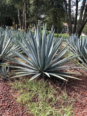 Agave tequilana