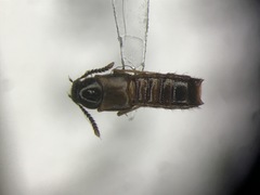 Silusa californica