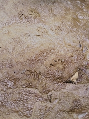 Procyon cancrivorus