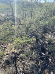 Mimosa aculeaticarpa