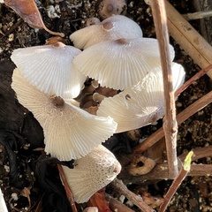 Leucocoprinus