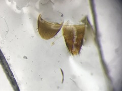Silusa californica