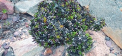 Macledium spinosum