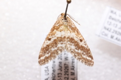 Eufidonia notataria