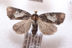 Chytonix