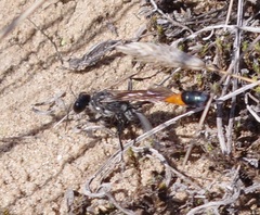 Ammophila