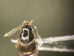 Silusa californica