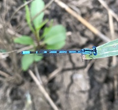 Enallagma risi