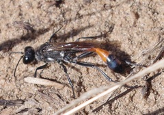 Ammophila