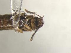 Silusa californica