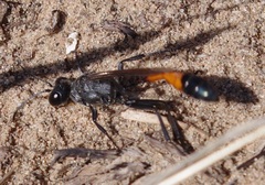 Ammophila