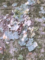 Punctelia jeckeri