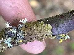 Melanelixia subaurifera