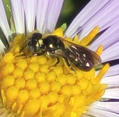 Ceratina strenua