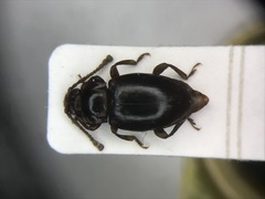 Lycoperdina ferruginea