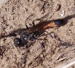 Ammophila