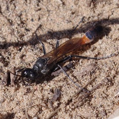 Ammophila
