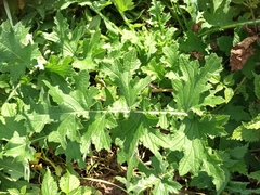 Carduus crispus