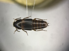 Tachinus memnonius