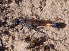 Ammophila