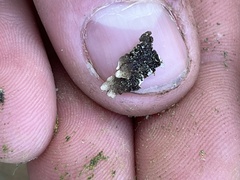 Melanelixia subaurifera