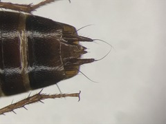 Tachinus memnonius