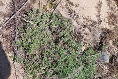 Thymus serpyllum