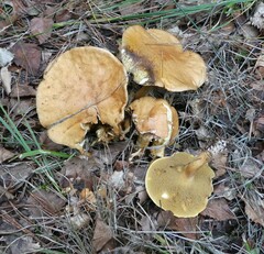 Suillus bovinus