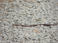Thamnophis sirtalis concinnus