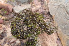 Macledium spinosum