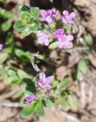 Thymus serpyllum