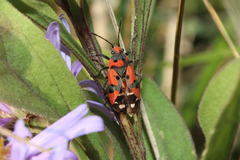 Lygaeus equestris
