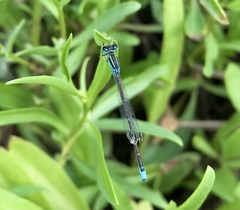 Ischnura pumilio