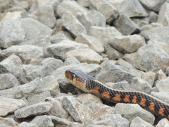 Thamnophis sirtalis concinnus