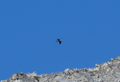 Gypaetus barbatus barbatus