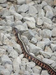 Thamnophis sirtalis concinnus