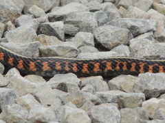 Thamnophis sirtalis concinnus