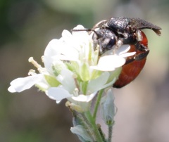 Sphecodes albilabris